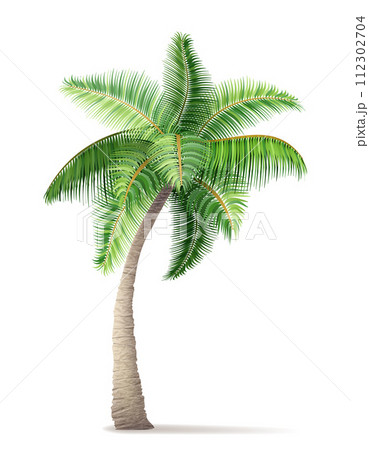 tropical palm tree with green foliage vector illustration tropical palm tree with green foliage vector illustration 112302704
