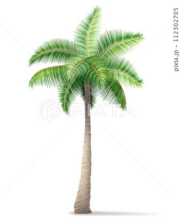 tropical palm tree with green foliage vector illustration 112302705