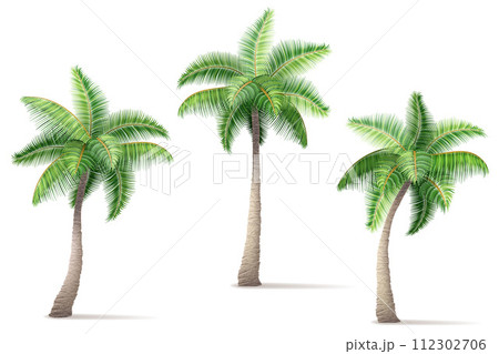 tropical palm tree with green foliage vector illustration 112302706