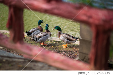 There are 3 mallard ducks on the land next to the pond. There are 3 mallard ducks on the land next to the pond. 112302739