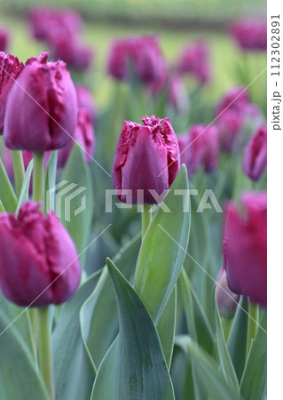 植物 植物学 花 112302891