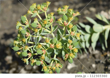 Myrtle spurge 112303360