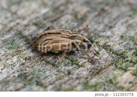 Closeup of a clorful striped weevil species , Hypera arator 112303778