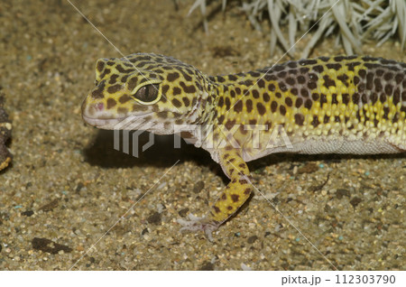 Closeup on a colorful common leopard gecko, Eublepharis macularius in a terrarium 112303790