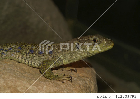 Closeup on an endangered Ocellated lizard, Timon lepidus, sitting on a rock Closeup on an endangered Ocellated lizard, Timon lepidus, sitting on a rock 112303793