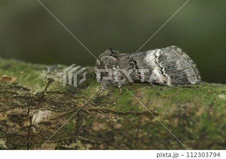Closeup on a notodontid moth, the Oak marbled brown Drymonia, querna, sitting on wood Closeup on a notodontid moth, the Oak marbled brown Drymonia, querna, sitting on wood 112303794