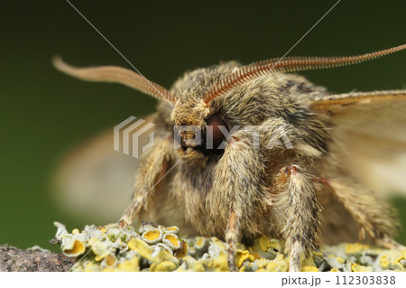 Facial closeup on the Great prominent moth,Peridea anceps sitting on wood Facial closeup on the Great prominent moth,Peridea anceps sitting on wood 112303838