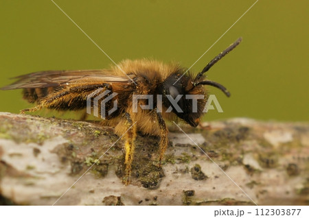 Closeup of a male yellow-legged mining bee on wood, Andrena flavipes Closeup of a male yellow-legged mining bee on wood, Andrena flavipes 112303877