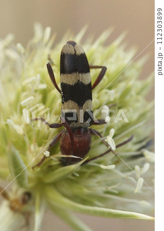 Vertical closeup on a Chlorophorus trifasciatus sipping nectar from the green flowers of Eryngium Campestre in the Gard, France 112303899