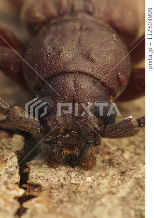 Vertical frontal closeup on a large longhorn beetle from Southern France , the rust pine borer, Arhopalus rusticus 112303909