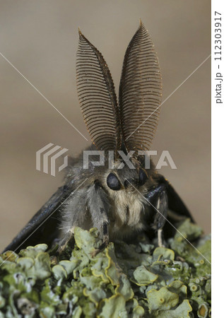 Frontal detailed vertical closeup on a European gypsy moth, Lymantria dispar with it's remarkable antenna Frontal detailed vertical closeup on a European gypsy moth, Lymantria dispar with it's remarkable antenna 112303917