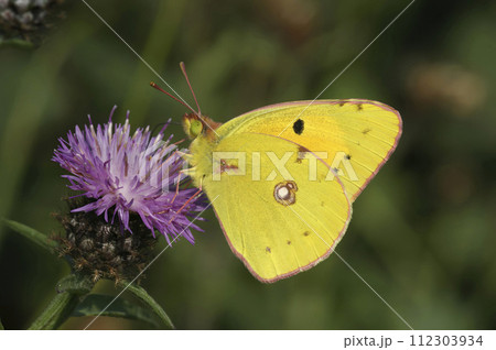 Closeup on the Clouded Yellow, Colias croceus, butterfly with closed wings on a purple knapweed flower 112303934