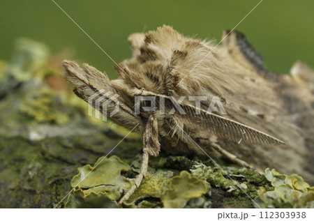 Facial closeup on the Pale Prominent moth,Pterostoma palpina, with it's remarkable snout Facial closeup on the Pale Prominent moth,Pterostoma palpina, with it's remarkable snout 112303938