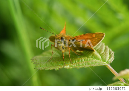 Closeup of large skipper butterfly, Ochlodes sylvanus, with open wings on agreen leaf 112303971