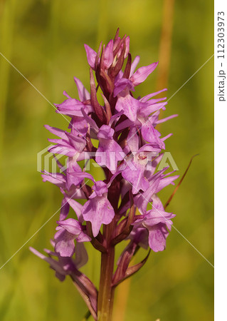 Vertical closeup on the purple flower of a Southern marsh orchid, Dactylorhiza praetermissa against a green background Vertical closeup on the purple flower of a Southern marsh orchid, Dactylorhiza praetermissa against a green background 112303973