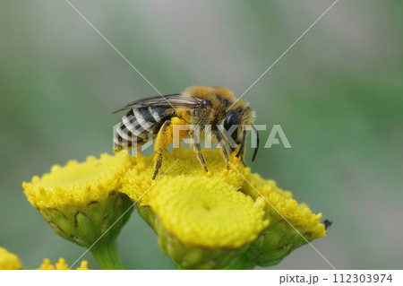 Closeup on a Davies' Cellophan bee, Colletes daviesanus , sitting on a yellow Tansy, Tanacetum vulgare, flower in the garden Closeup on a Davies' Cellophan bee, Colletes daviesanus , sitting on a yellow Tansy, Tanacetum vulgare, flower in the garden 112303974