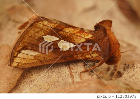 Close-up on a colorful gold spot moth, Plusia festucae sitting on dried leaves 112303978