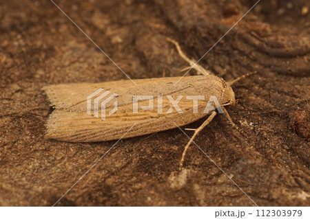 Closeup on a Silky wainscot owlet moth, Chilodes maritima, sitting on wood 112303979