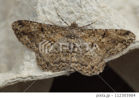 Closeup on a Willow Beauty geometer moth, Peribatodes rhomboidaria, with spread wings Closeup on a Willow Beauty geometer moth, Peribatodes rhomboidaria, with spread wings 112303984
