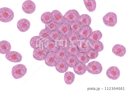 複数の動物細胞のイメージ 112304081