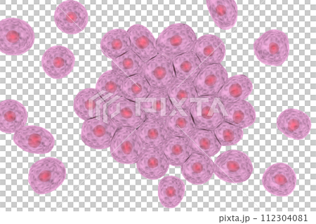 複数の動物細胞のイメージ 112304081