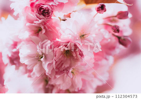 Sakura flowers, cherry blossom Sakura flowers, cherry blossom 112304573