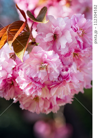 Sakura flowers, cherry blossom 112304582