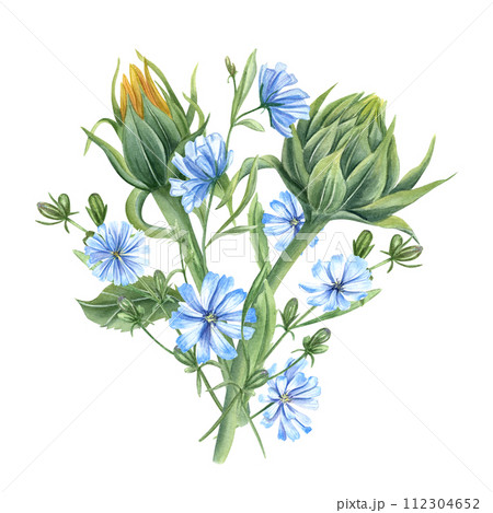 Meadow sunflower buds and blue chicory. Bouquet of wildflowers. Delicate lush intybus branches. Watercolor illustration of summer composition. For wedding, birthday invitation, package, postcards. 112304652