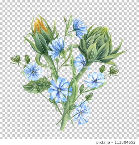 Meadow sunflower buds and blue chicory. Bouquet of wildflowers. Delicate lush intybus branches. Watercolor illustration of summer composition. For wedding, birthday invitation, package, postcards. 112304652