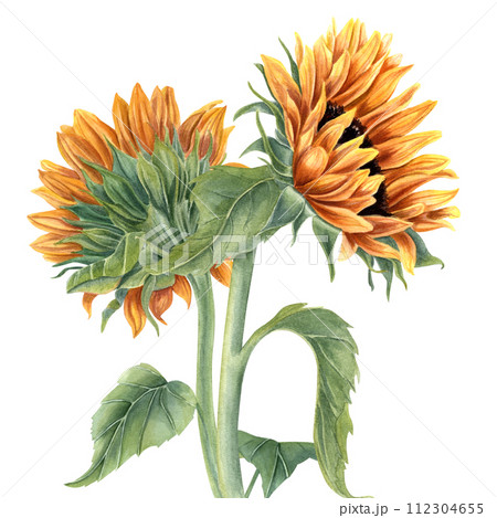 Bouquet with two sunflowers. Yellow orange summer flowers on stem with leaves. Flower head. Meadow, garden wildflowers. Watercolor illustration. Composition for greeting, cosmetic package Bouquet with two sunflowers. Yellow orange summer flowers on stem with leaves. Flower head. Meadow, garden wildflowers. Watercolor illustration. Composition for greeting, cosmetic package 112304655