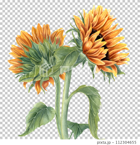 Bouquet with two sunflowers. Yellow orange summer flowers on stem with leaves. Flower head. Meadow, garden wildflowers. Watercolor illustration. Composition for greeting, cosmetic package Bouquet with two sunflowers. Yellow orange summer flowers on stem with leaves. Flower head. Meadow, garden wildflowers. Watercolor illustration. Composition for greeting, cosmetic package 112304655