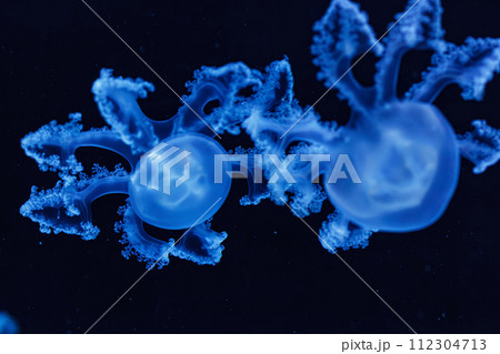underwater shot of beautiful Marbled Jellyfish / Lychnorhiza Lucerna underwater shot of beautiful Marbled Jellyfish / Lychnorhiza Lucerna 112304713
