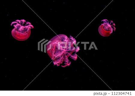 macro photography underwater rhizostoma luteum jellyfish 112304741