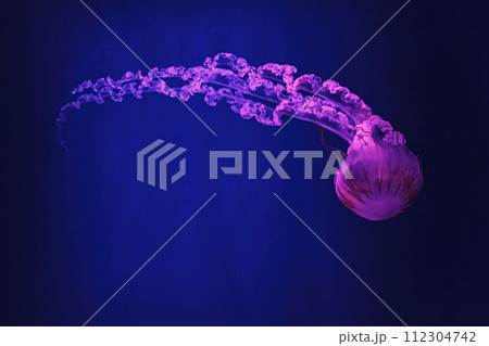 macro shooting under water chrysaora plocamia jellyfish 112304742