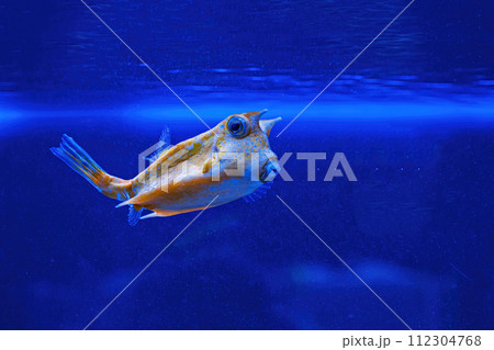 Underwater shot of fish Lactoria cornuta 112304768