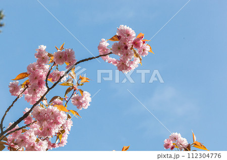 sakura blossom, sakura branches against the blue sky close-up 112304776