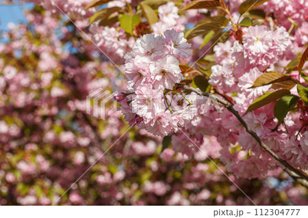 sakura blossom, sakura branches against the blue sky close-up 112304777