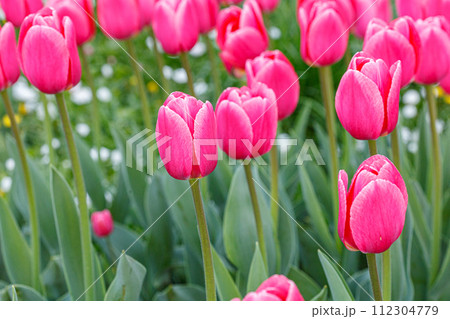 tulip bloom, beautiful field of tulips 112304779