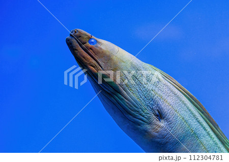 Underwater shot of fish Gymnothorax funebris 112304781