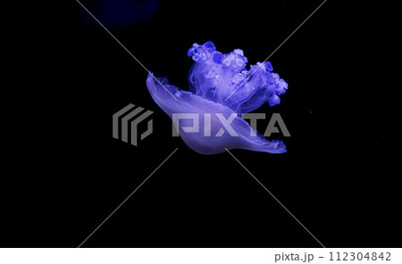 underwater shooting of beautiful Cotylorhiza tuberculata 112304842