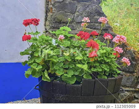 Pelargoniums in old wooden tub. Geranium flowers in vat 112305009