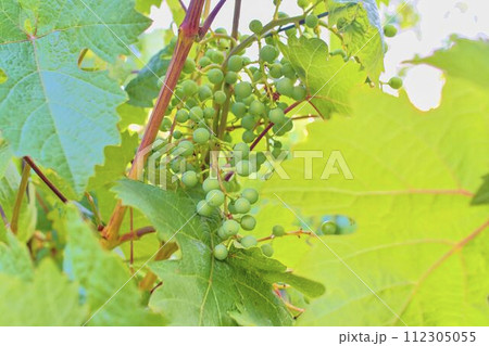 Unripe bunch of grapes. Young cluster of grapes. Close up 112305055