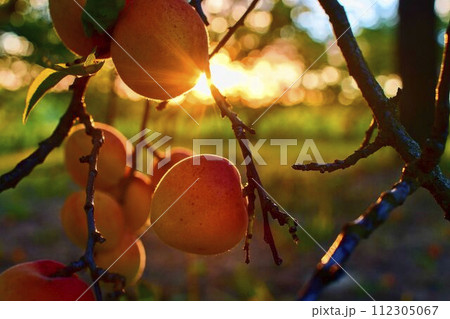 Bright beautiful juicy ripe orange apricots. The concept of the summer harvest, canning. Apricot day. Sunset and apricots 112305067