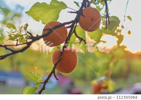 Apricots on apricot tree. Summer fruits. Ripe apricots on a tree branch. Close up. View on apricots during golden hour 112305068