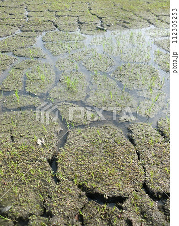 ひび割れた農地を水が潤す ひび割れた農地を水が潤す 112305253