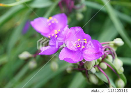 朝の庭に咲くムラサキツユクサの花 112305518
