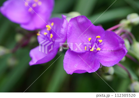 朝の庭に咲くムラサキツユクサの花 112305520