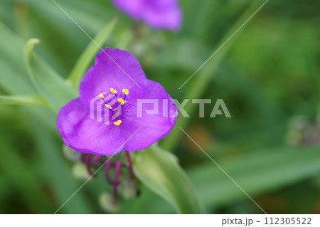 朝の庭に咲くムラサキツユクサの花 112305522