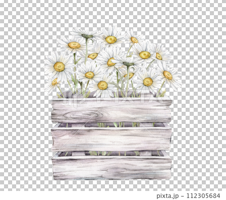 Watercolor bouquet of white blossom flowers chamomile in white gray wooden box. Watercolor daisy in wooden boards with a wood texture and white flowers. Hand drawn illustration isolated on background 112305684