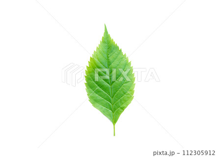 Green leaf Isolated on a white background. with clipping path Green leaf Isolated on a white background. with clipping path 112305912